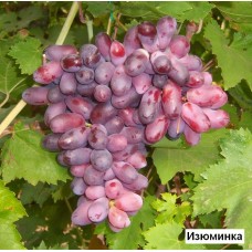 Виноград  Изюминка