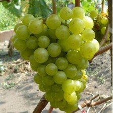 Виноград Прима