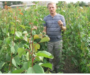Проблемы, перспективы  и результаты акклиматизации абрикоса в средней полосе России и на Южном Урале