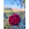 Роза плетистая Симпатия в ноябре