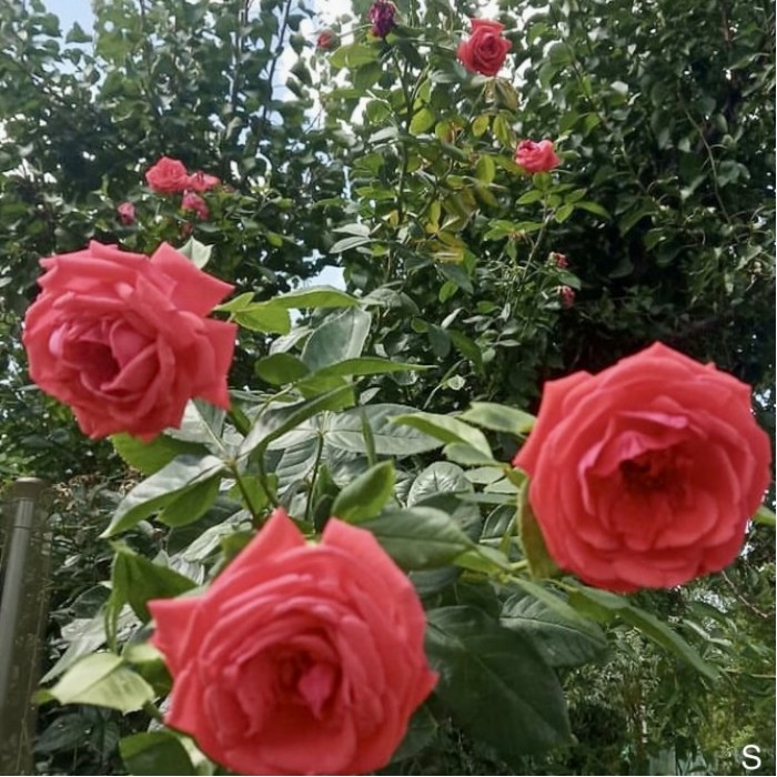 Роза плетистая Майнтауэр