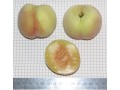 Аника-2. Самый ранний персик из Саратовских, конец июля. Плоды крупные, более 100 г. Вкус очень хороший. К болезням достаточно устойчив, но как и все персики, требует 2-3 профилактические обработки от грибковых болезней и от вредителей.