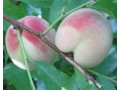 Саратовский ранне-средний. Созревает на неделю позже, чем Саратовский ранний. Урожайный, вкусный персик с плодами до 100 г.