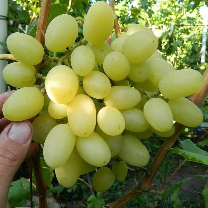 Виноград раннесредний Ландыш