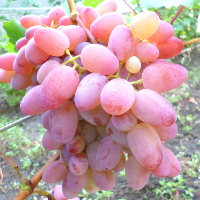Виноград средне-спелый Водограй
