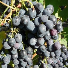 Виноград ранне-средний Сфинкс