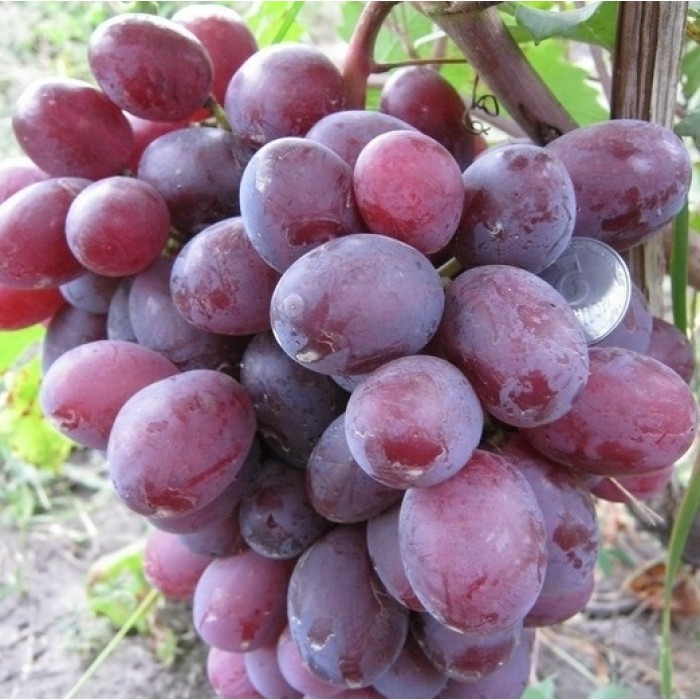 Виноград ранне-средний Атаман
