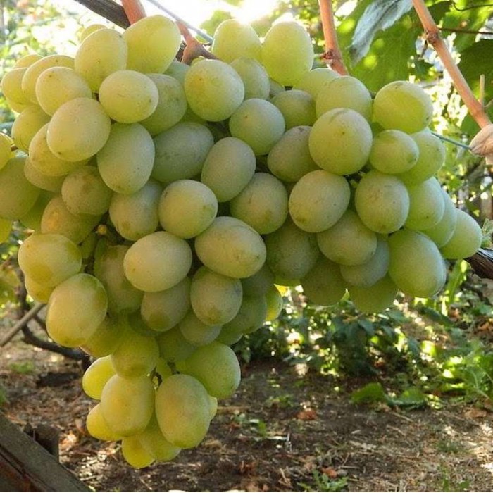 Виноград среднепоздний Бируинца