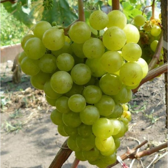 Виноград  Прима