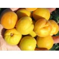 Колобок (Оригинал х Триумф северный).
Вкусные плоды со средним весом около 50 г. Урожайность не ежегодная.
