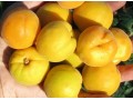 Колобок (Оригинал х Триумф северный).
Вкусные плоды со средним весом около 50 г. Урожайность не ежегодная.
