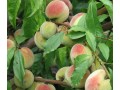 Саратовский ранний. Раннее созревание - начало или средина августа. Высокая урожайность. Вкусные крупные плоды - до 100 г.