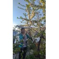 Голубева Елена Ивановна проверяет Чудо вишню на скрещивание в другими вишнями и черешнями