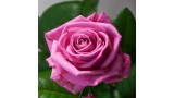 Укрытие роз для саратовских покупателей на зиму