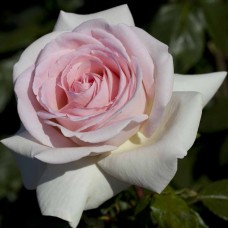 Роза чайно-гибрид. Эмма де Мейян