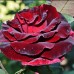 Роза чайно-гибр. Черная Магия