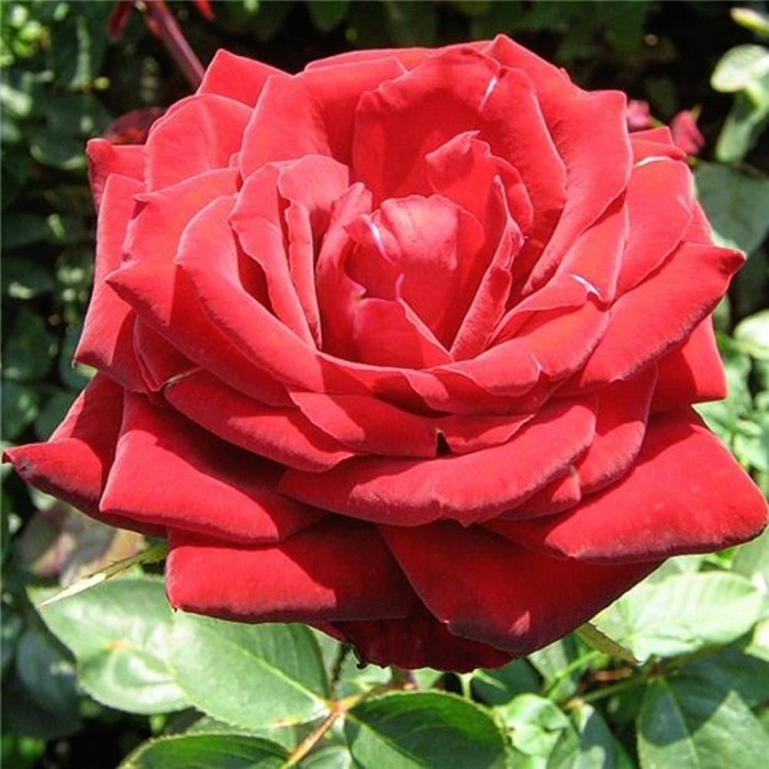 Роза чайно-гибридная Софи Лорен 