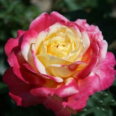 Роза чайно-гибр. Восточный экспресс