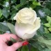 Роза чайно-гибр. Мондиаль