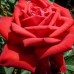 Роза чайно-гибридная Софи Лорен 