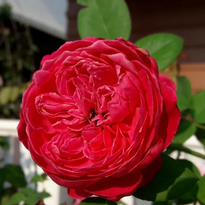 Роза чайно-гибр. Пиано Ред