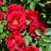 Роза плетистая Фламентанц