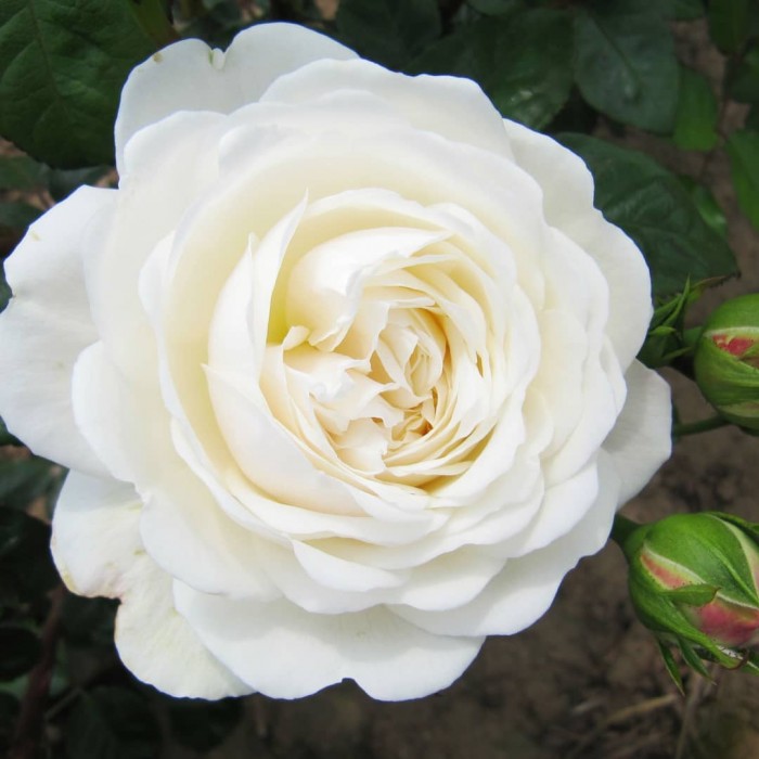 Роза английская Транквиллити