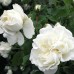 Роза почвопокровная Уайт Мейдиланд