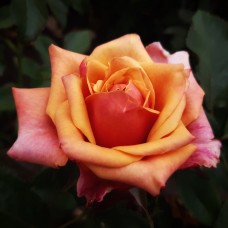 Роза чайно-гибр. Черри Бренди