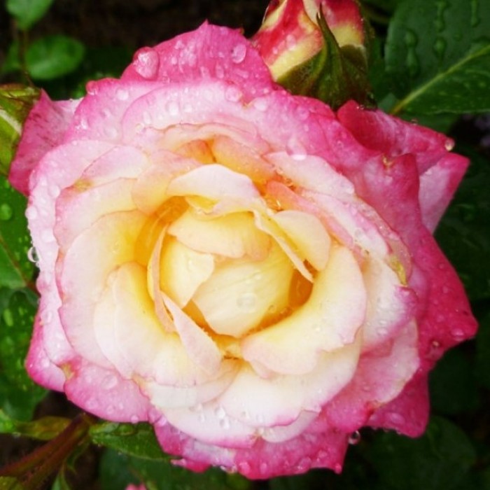 Роза флорибунда Ламинуэтте