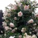 Роза плетистая Поле Рояль