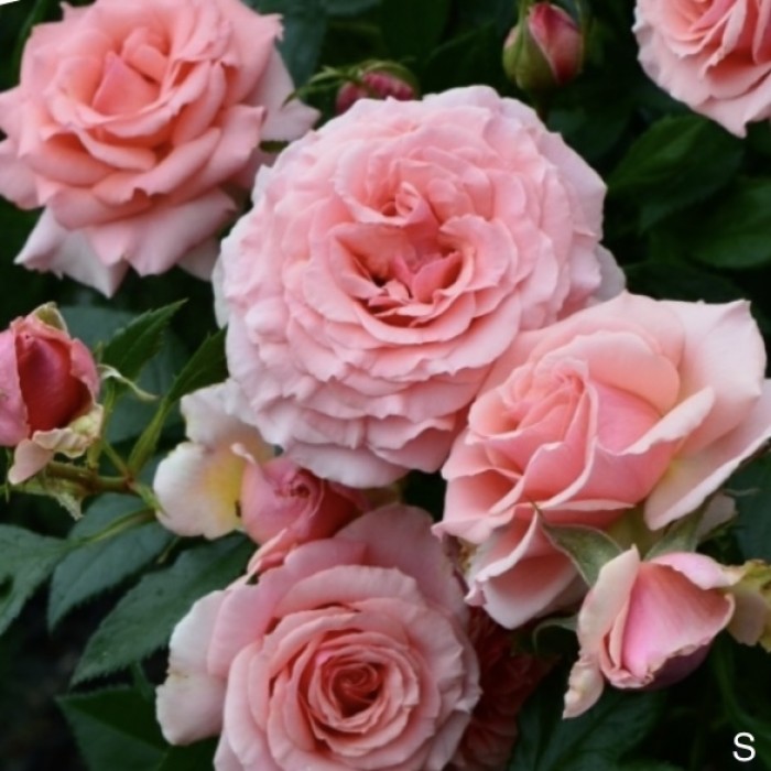 Роза флорибунда Поэзия