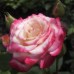 Роза флорибунда Арифа