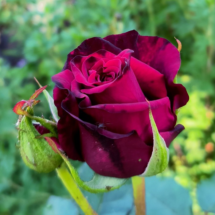 Роза чайно-гибр. Черная Магия