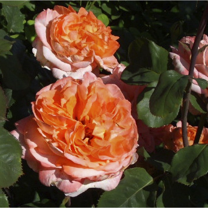 Роза чайно-гибр. Рене Госсини