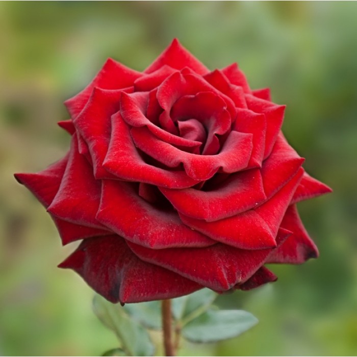 Роза чайно-гибрид. Красная магия