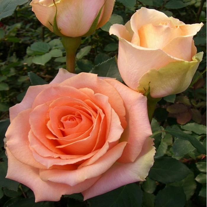 Роза чайно-гибр. Версилия